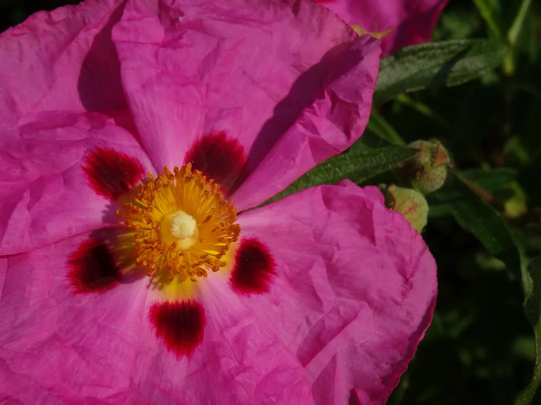 Cistus (Rockrose): The Drought Champion No One Talks About Enough (Image Credits: Unsplash)