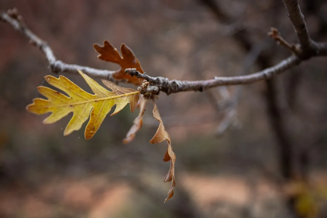 Zion National Park, Utah (Image Credits: Unsplash)