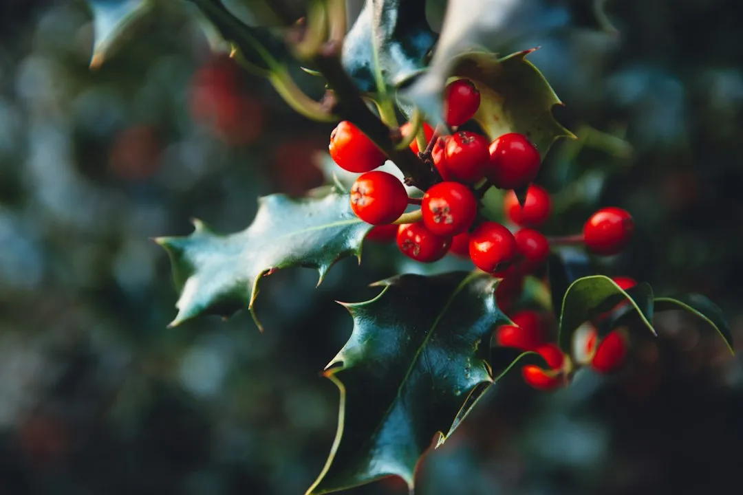 1. Winterberry Holly (Ilex verticillata) (Image Credits: Unsplash)