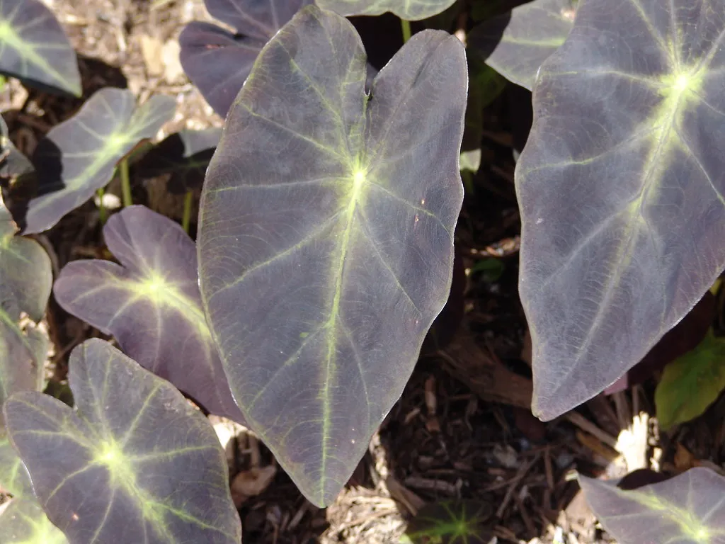 2. 'Black Magic' Elephant Ear (Colocasia esculenta 'Black Magic') (Drew Avery, Flickr, CC BY 2.0)