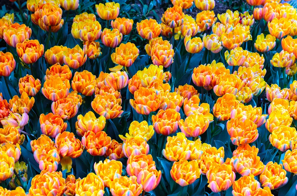 Climate Change and the Future of Floral Signaling (dalecruse, Flickr, CC BY 2.0)