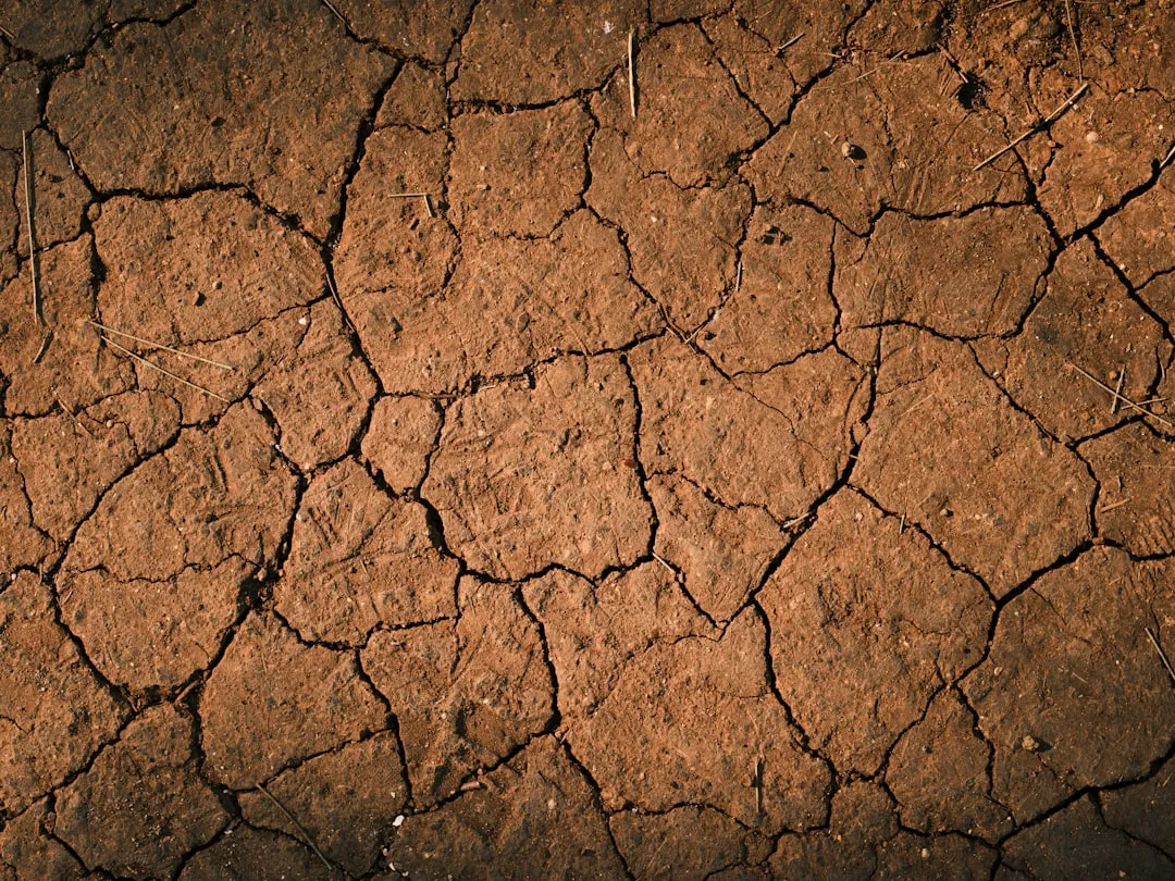 What the Soil Looked Like After Thirty Days (Image Credits: Unsplash)