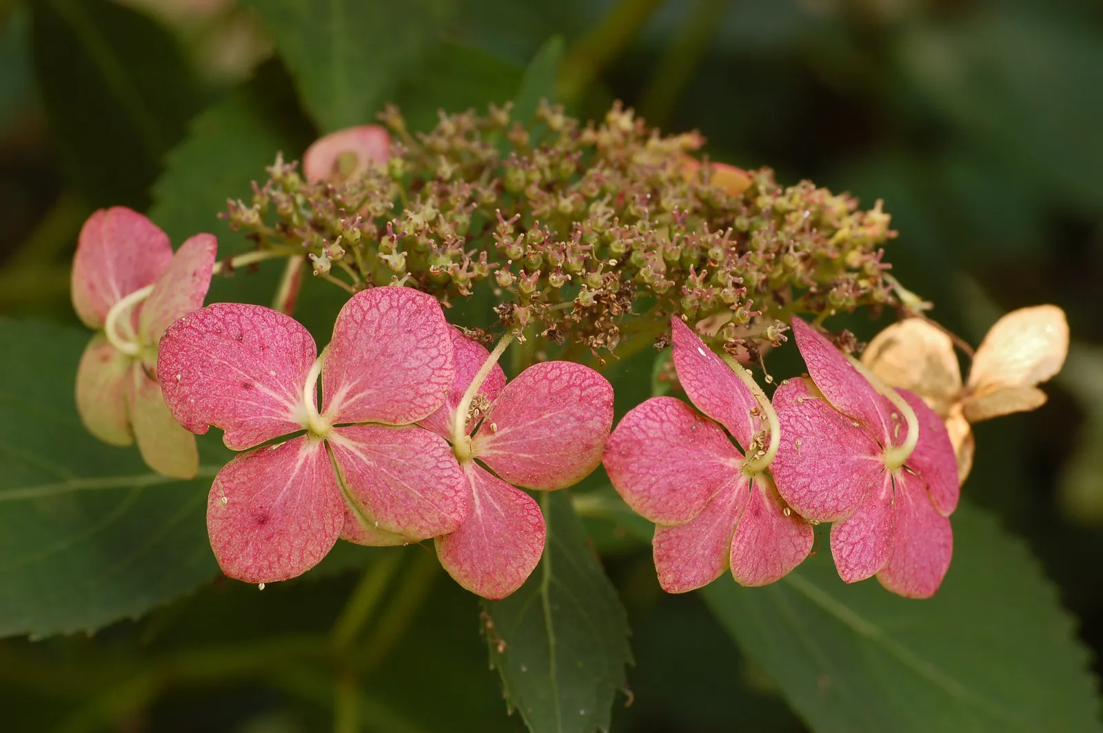 Hydrangeas Are Among the Most Widely Planted Flowering Shrubs (Self-photographed, GFDL 1.2)