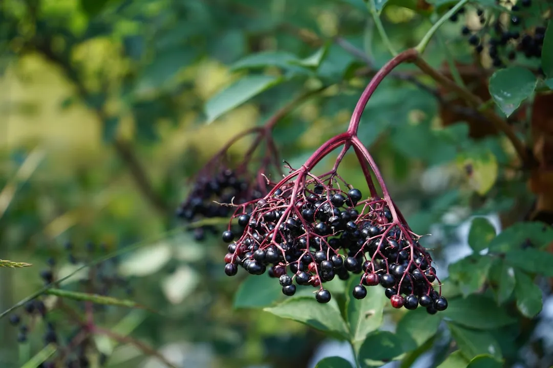 3. Elderberry (Sambucus nigra): The Hedgerow Shrub With a Half-Billion-Dollar Future (Image Credits: Unsplash)