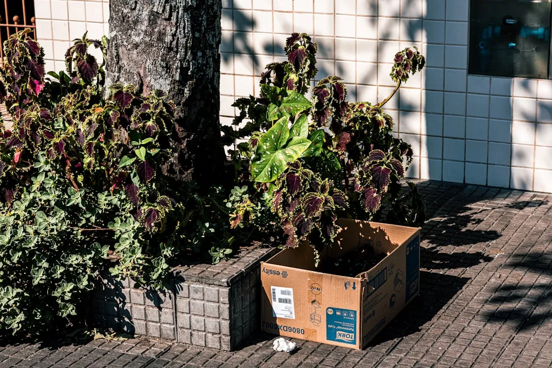 When to Build Your Cardboard Garden Bed (Image Credits: Unsplash)