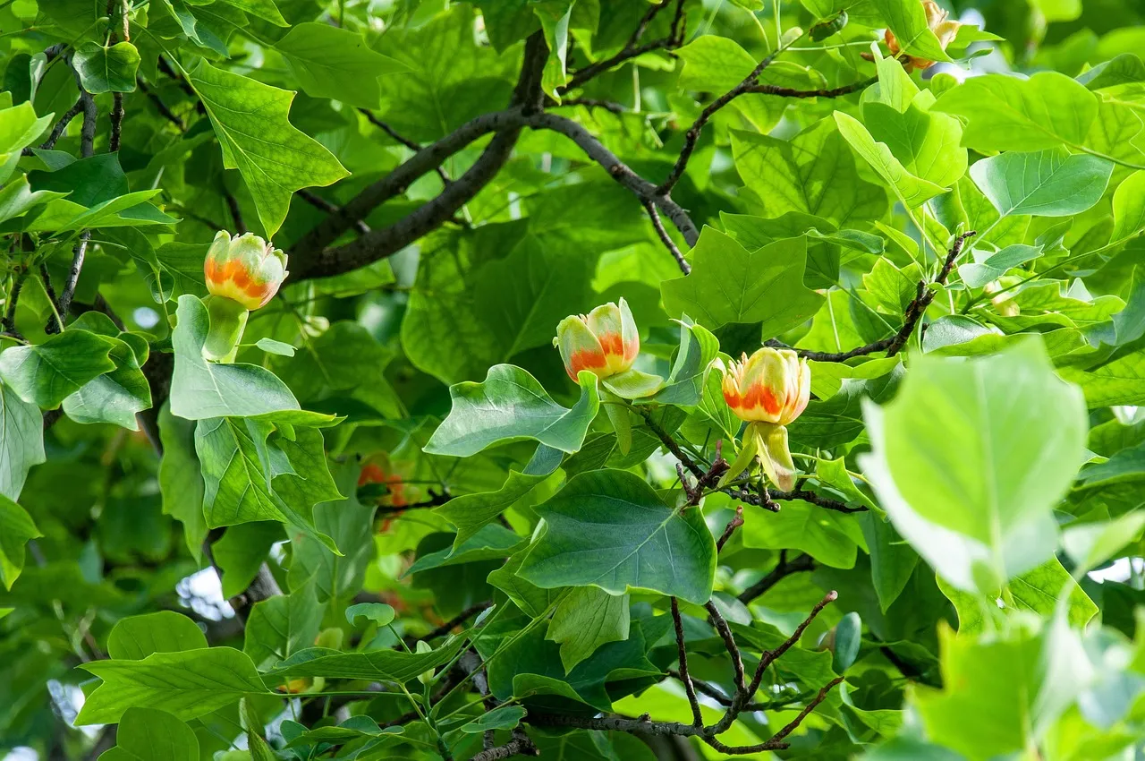 2. Tulip Poplar (Liriodendron tulipifera): Fast, Tall, and Strikingly Gorgeous (Image Credits: Pixabay)