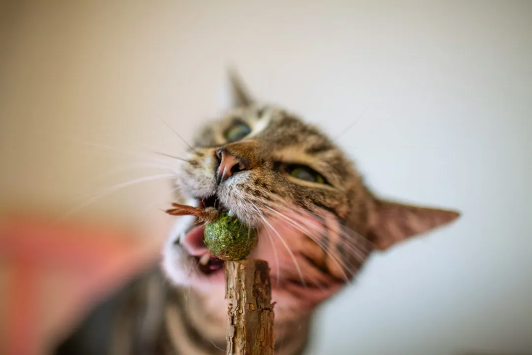 How Many Cats Actually React? (Image Credits: Unsplash)