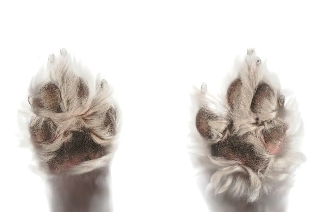 Scent Glands in the Paws Are the Real Story (Image Credits: Unsplash)