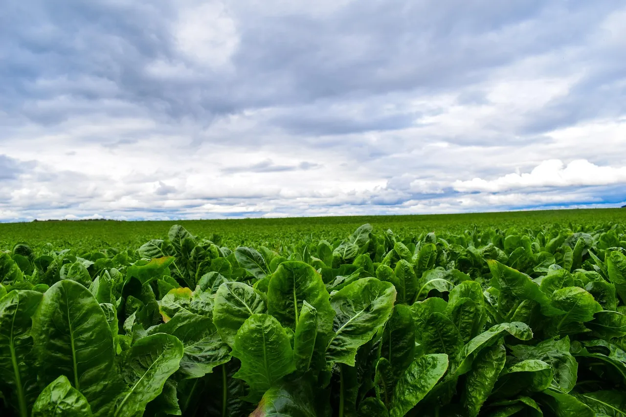 What Romaine Regrowth Can and Cannot Give You (Image Credits: Pixabay)