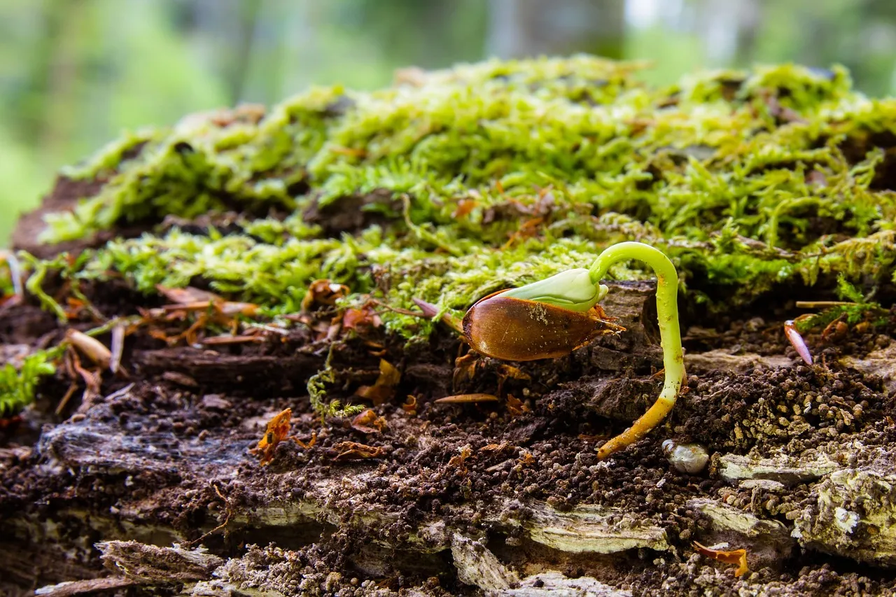 6. Overwatering During the Acclimation Window (Image Credits: Pixabay)