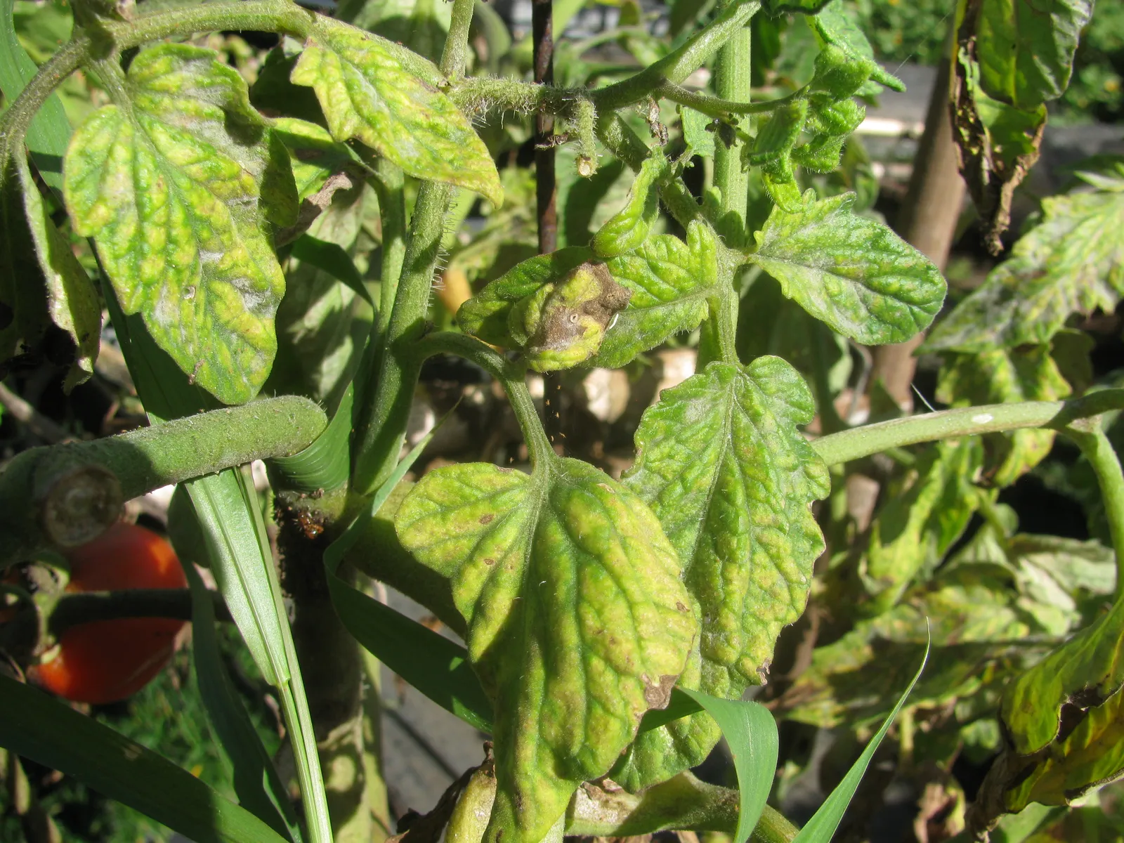 The Bottom Line (starr-130114-1411-Solanum_lycopersicum-yellowing_leaves-Paia-Maui, CC BY 3.0 us)