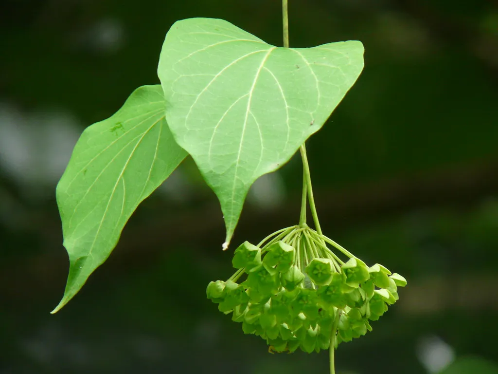 The Role of Lactoferrin (Dinesh Valke, Flickr, CC BY-SA 2.0)