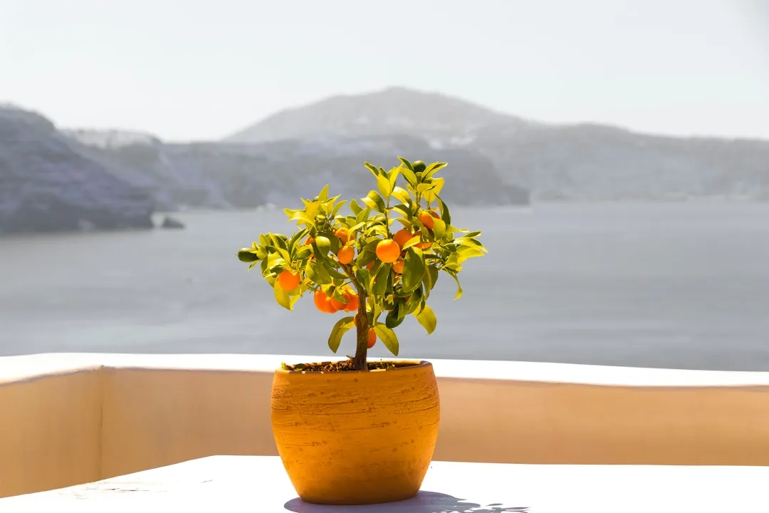 Making the Most of Your Sunny Patio or Balcony (Image Credits: Unsplash)