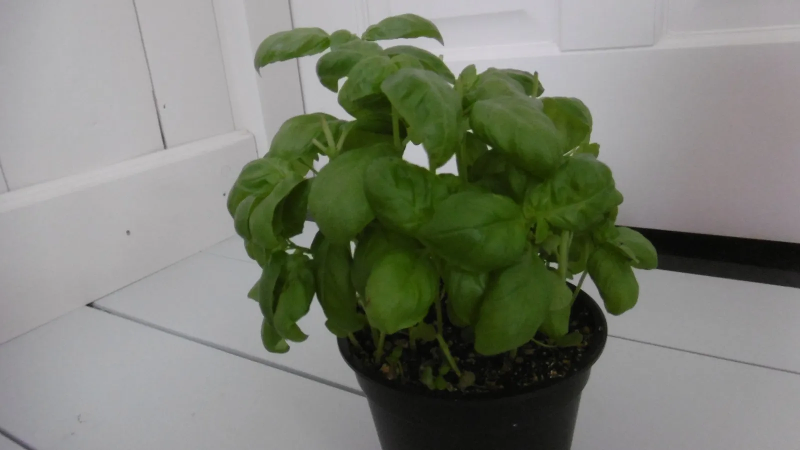 Your Pot Is Too Small (By NeoMeesje, CC BY-SA 4.0)