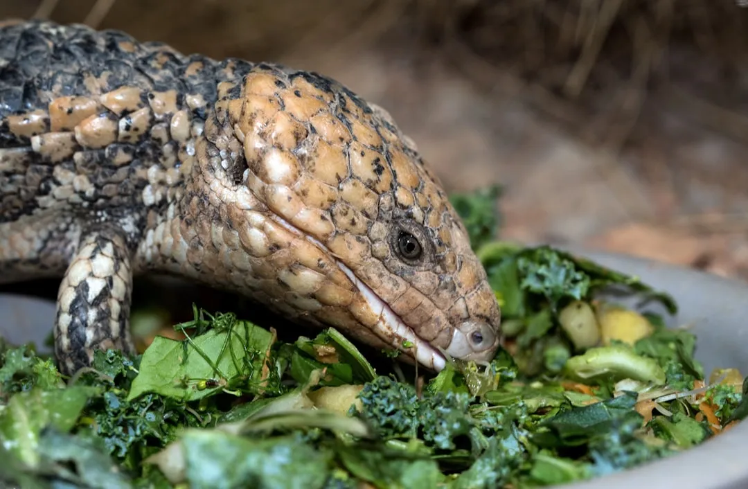 The One That Surprises Everyone: The Shingleback Lizard (Image Credits: Unsplash)