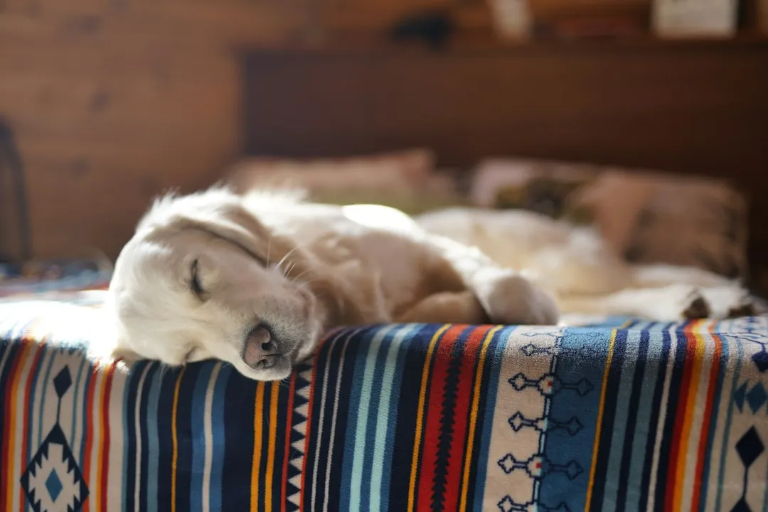 3. They Sleep Near You or Let Their Guard Down at Rest (Image Credits: Unsplash)