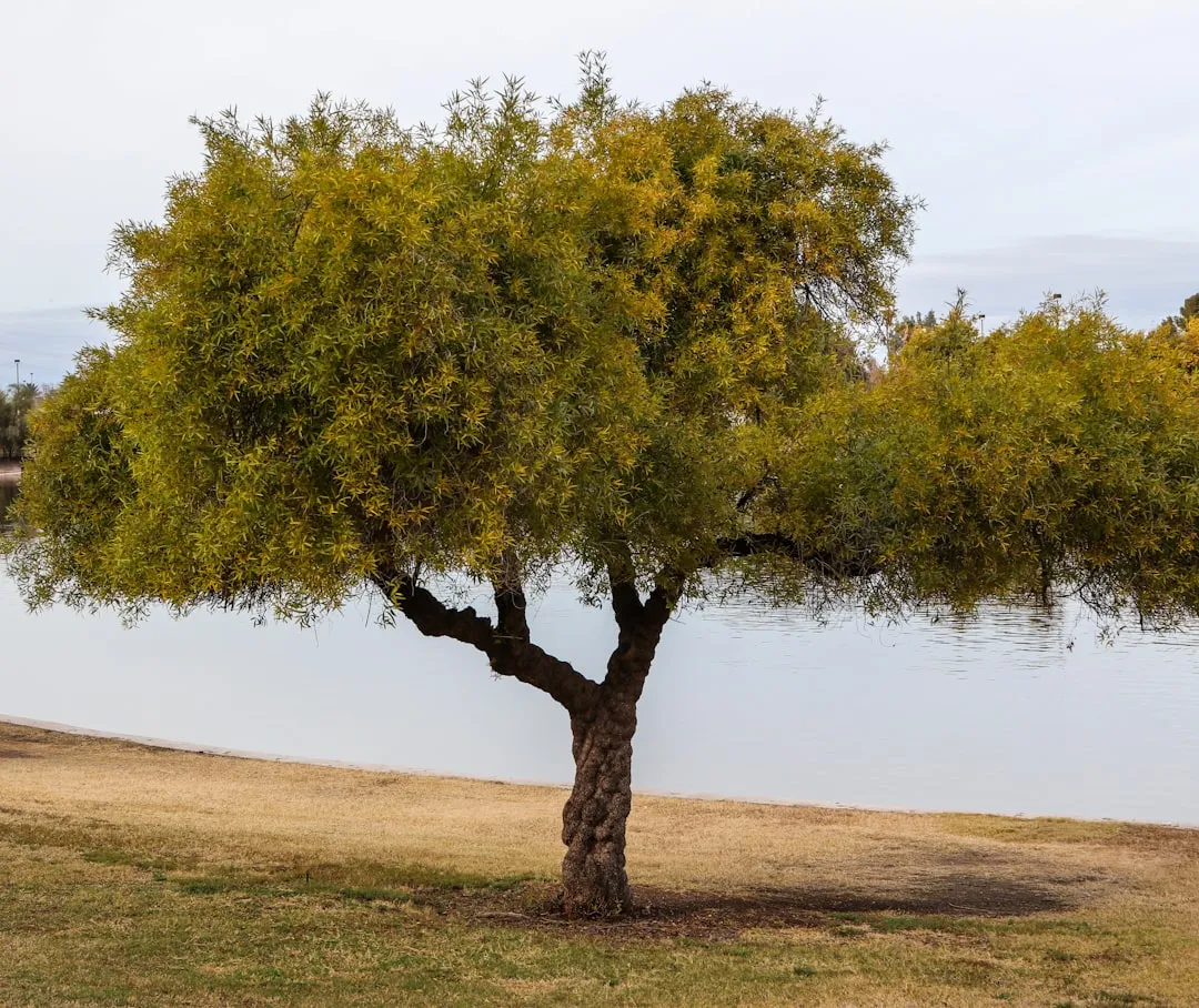 Tree 2: Chilean Mesquite (Neltuma chilensis) - The Fast and Forgiving Choice (Image Credits: Unsplash)