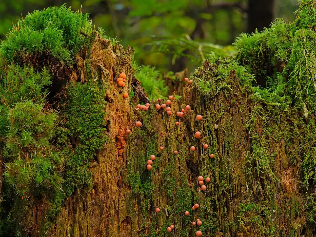 Why It Shows Up After Rain or Heavy Watering (Image Credits: Pixabay)