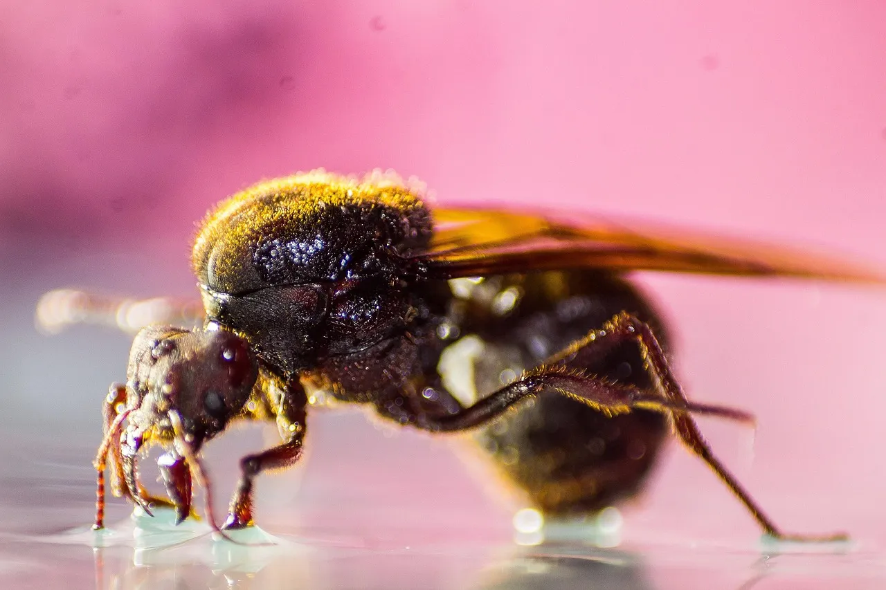Leafcutter Ants and the Laboratory Proof (Image Credits: Pixabay)