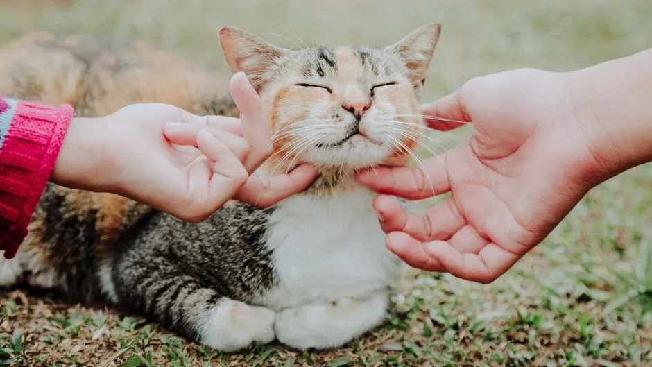 2. Rubbing Against You When You Return Home (Image Credits: Pexels)