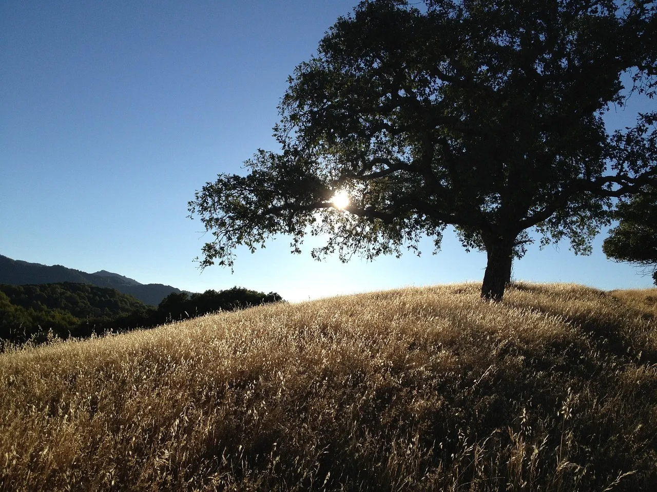 California Black Oak (Quercus kelloggii): Gold in Fall, Grace in Winter (Image Credits: Pixabay)