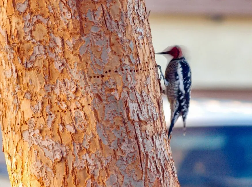 Location Near Wooded Areas Raises the Risk (Image Credits: Pexels)