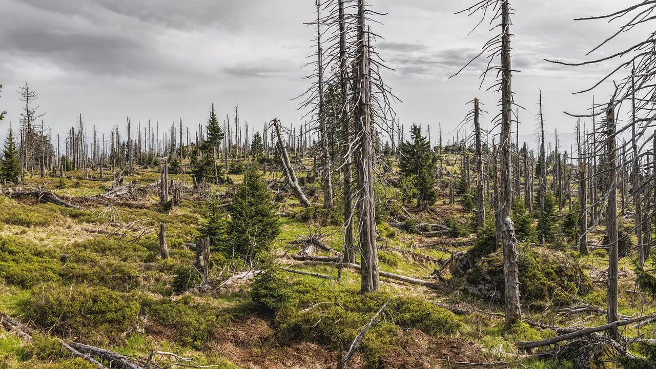 Warning Signs Your Tree Is Already Struggling (Image Credits: Pixabay)