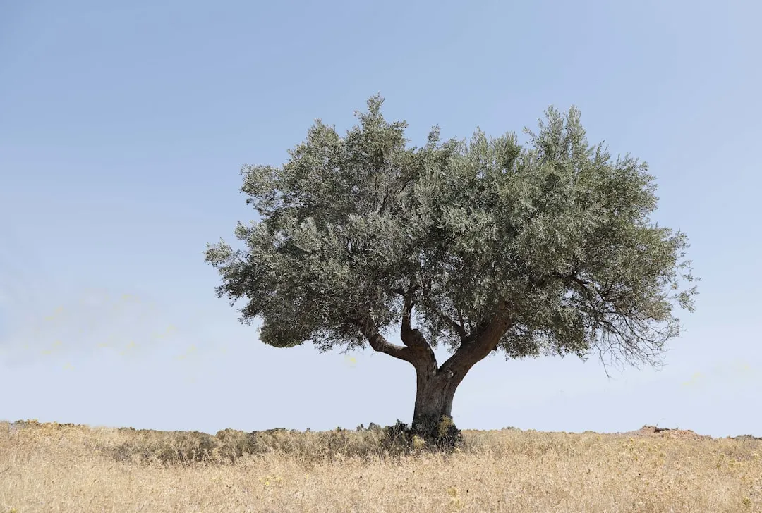 4. The Olive Tree: Still Bearing Fruit After Two Millennia (Image Credits: Unsplash)