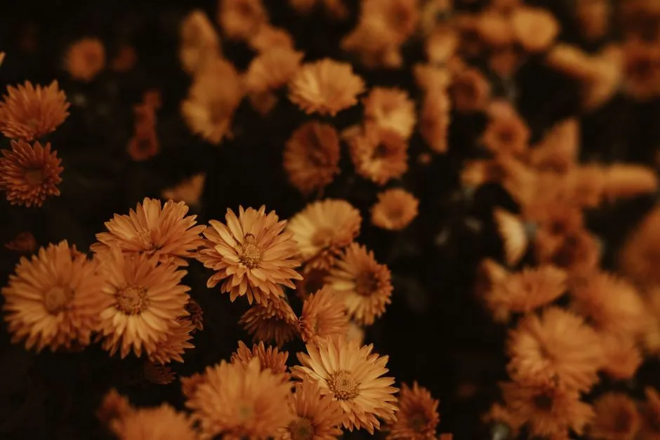 Keeping Nectar Flowing into Fall (Image Credits: Pexels)