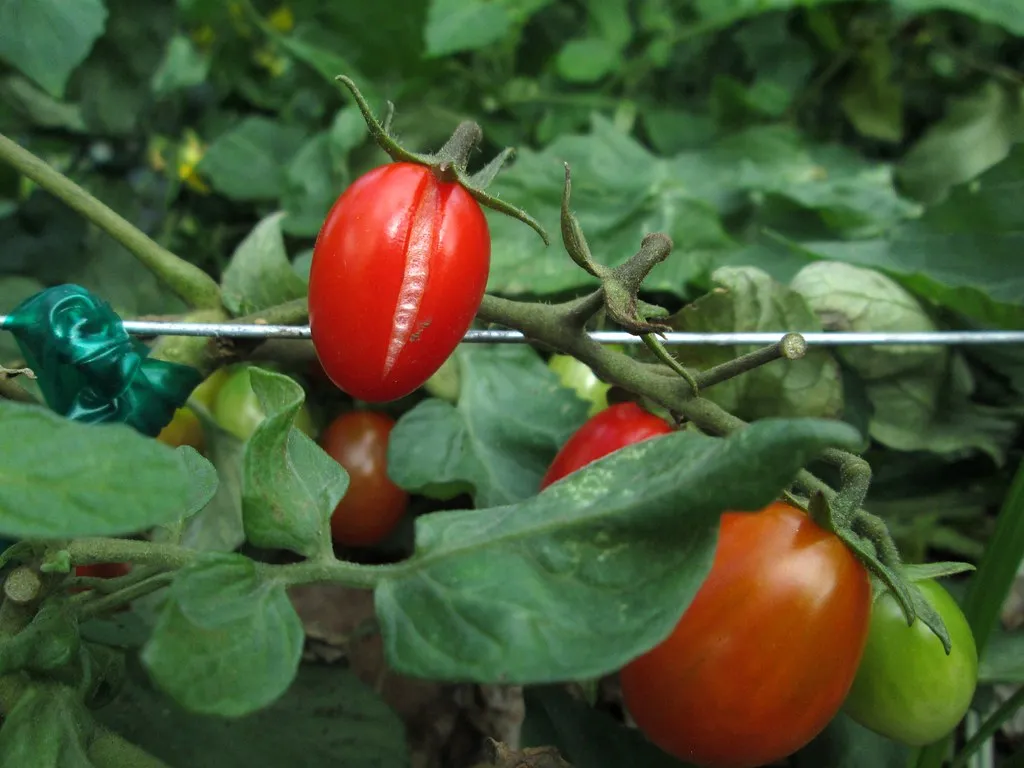 Calcium and Potassium Deficiencies Play a Supporting Role (Image Credits: Flickr)