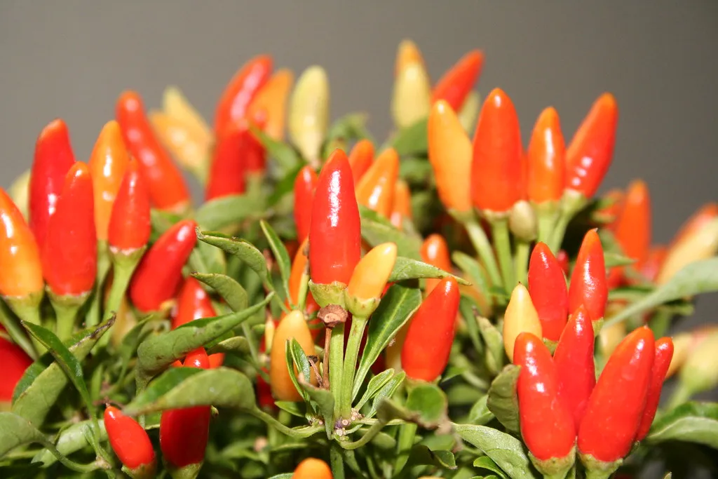 6. Peppers: Compact, Heat-Loving, and Relentlessly Productive (AZAdam, Flickr, CC BY-SA 2.0)