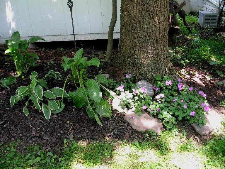 Practical Strategies for Gardening Near a Black Walnut (Squirrel Cottage, Flickr, CC BY 2.0)
