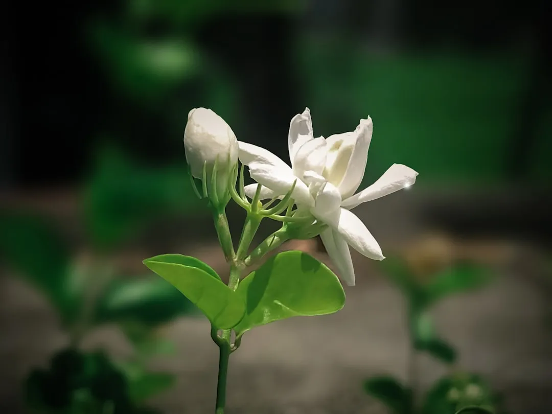3. The Jasmine Keeper Is Fighting A Racing Mind (Image Credits: Unsplash)