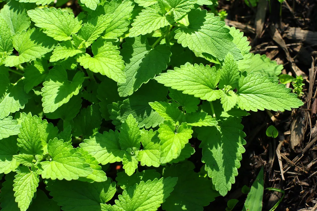 1. Catnip (Nepeta cataria) (izik, Flickr, CC BY 2.0)