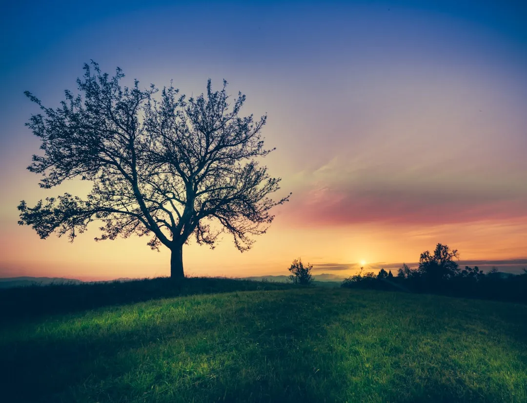 What to Do If Your Tree Is Already Damaged (Image Credits: Unsplash)