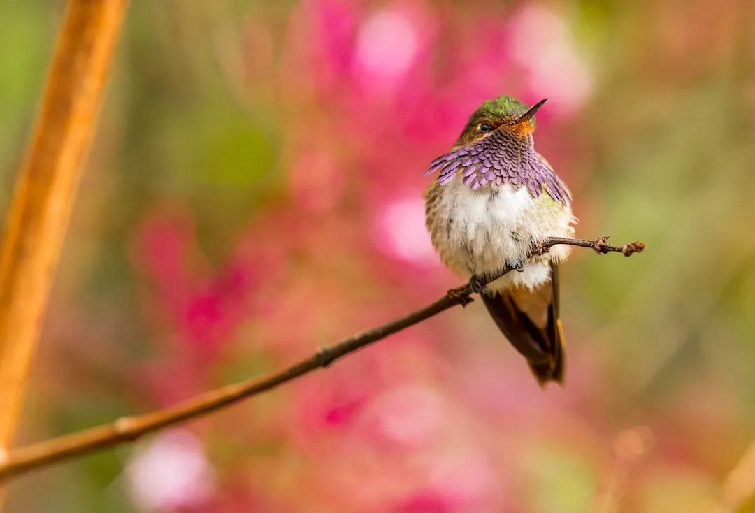 Desert Willow (Chilopsis linearis): Hummingbird Magnet of the Dry Garden (Image Credits: Unsplash)