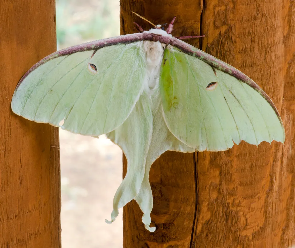 The Ecological Bonus: Supporting Nocturnal Pollinators (Appalachian dreamer, Flickr, CC BY 2.0)