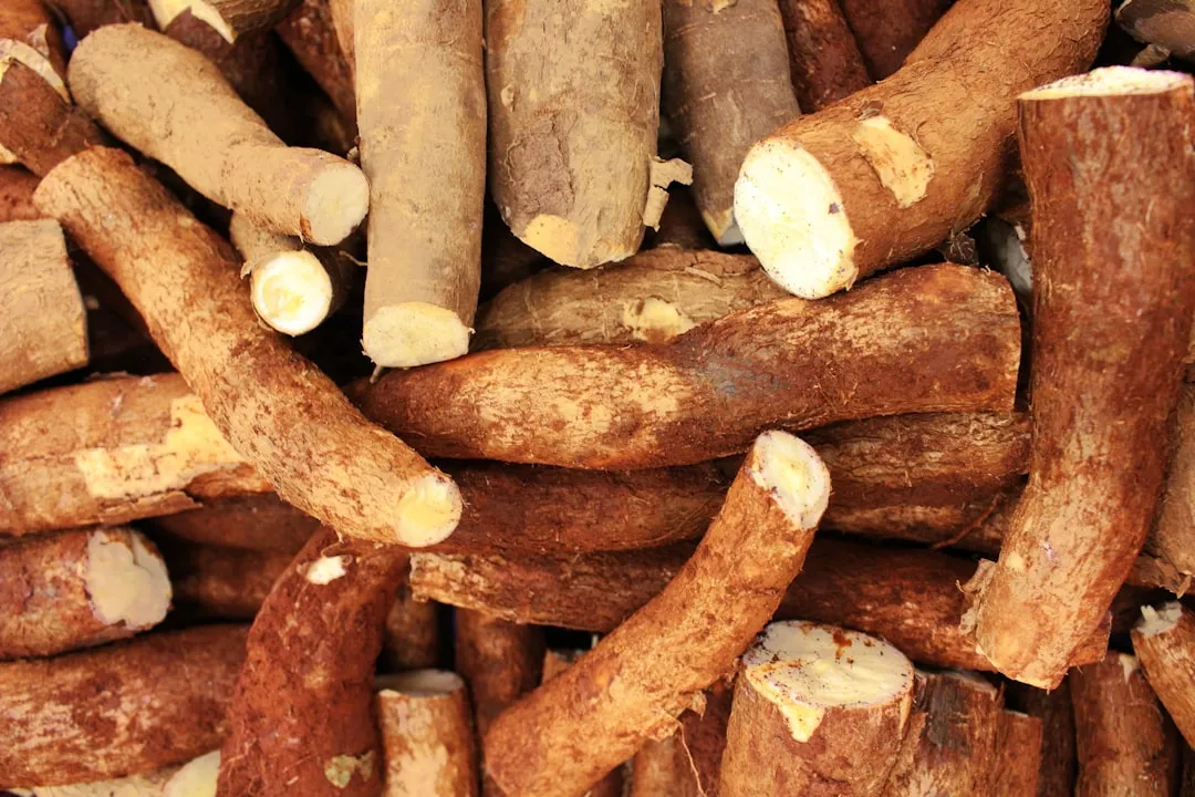 2. Cassava: The Drought, War, and Famine Crop (Image Credits: Unsplash)