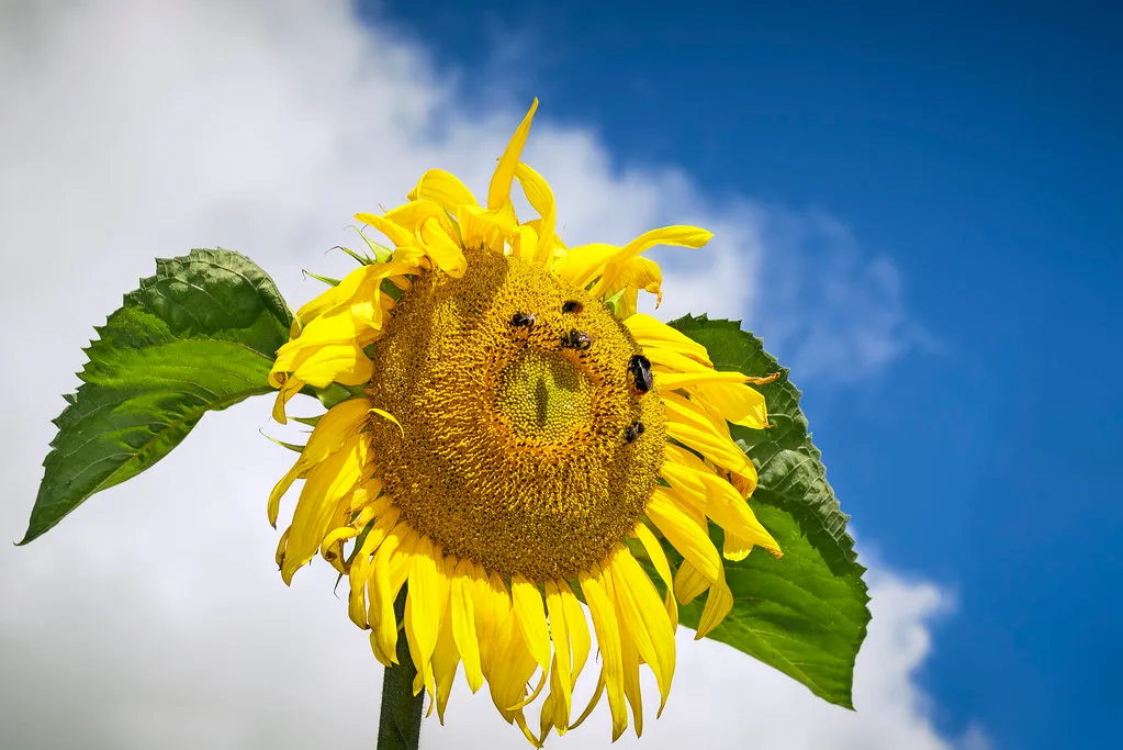 A Surprising Discovery About How Sunflowers "See" the Sun (TrotterFechan, Flickr, CC BY 2.0)