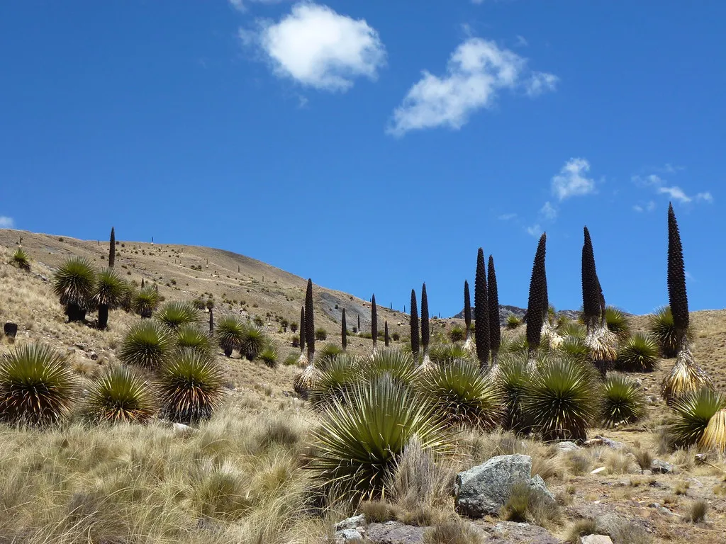 The Queen of the Andes: The Ultimate Example (tacowitte, Flickr, CC BY 2.0)