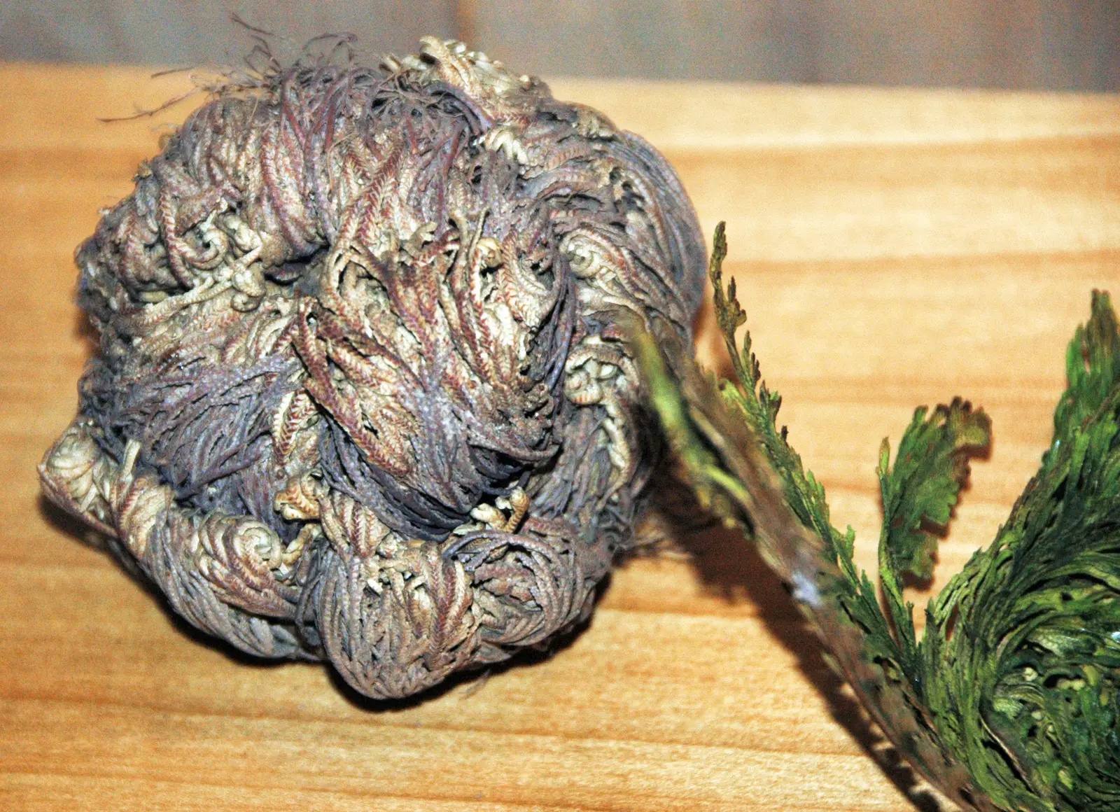 Other Resurrection Plants Around the World (Selaginella lepidophylla (resurrection plant) (Mexico) 4, CC BY 2.0)