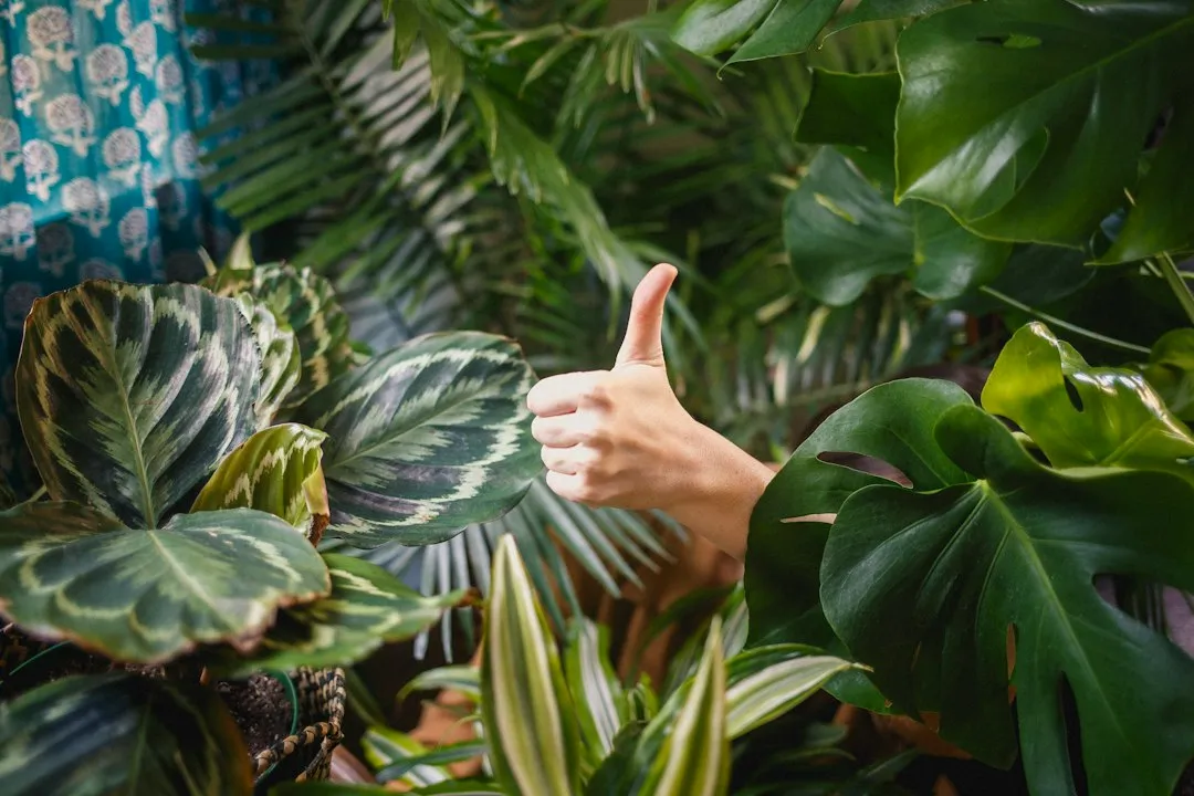 4. Toxic Holiday Plants: Prettier Than They Are Safe (Image Credits: Unsplash)