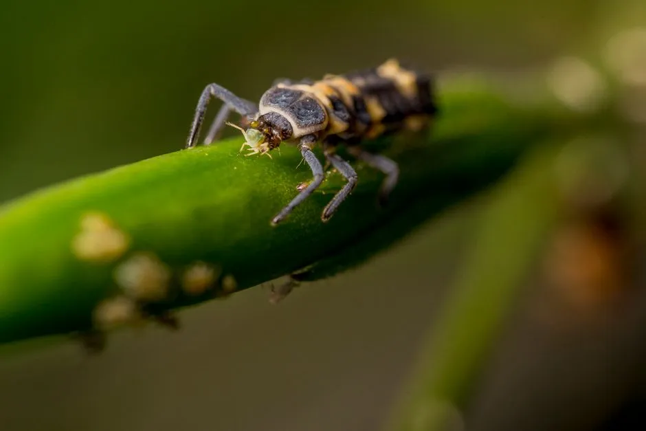 Why Most Bugs in Your Garden Are Actually on Your Side (Image Credits: Pexels)