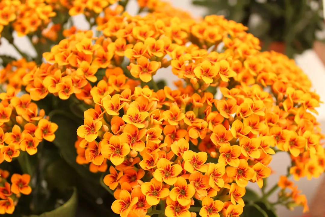Kalanchoe: The Practical Optimist (Image Credits: Unsplash)