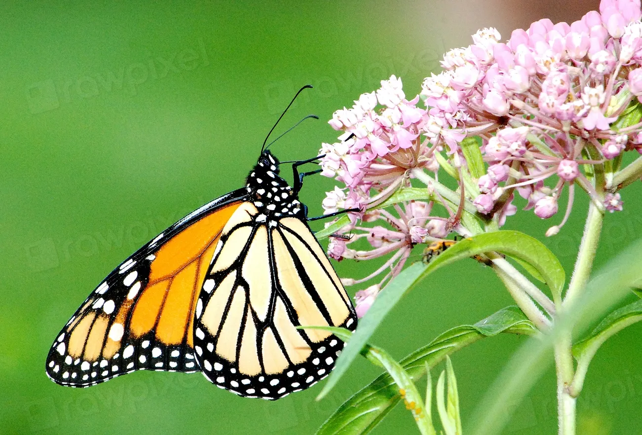 Native Milkweed Species: Choose What Belongs in Your Region (Image Credits: Rawpixel)