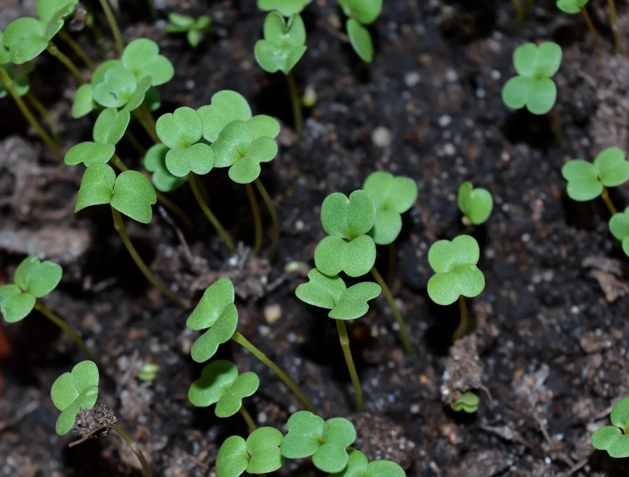 Thin Your Seedlings - It's Non-Negotiable (Image Credits: Pixabay)
