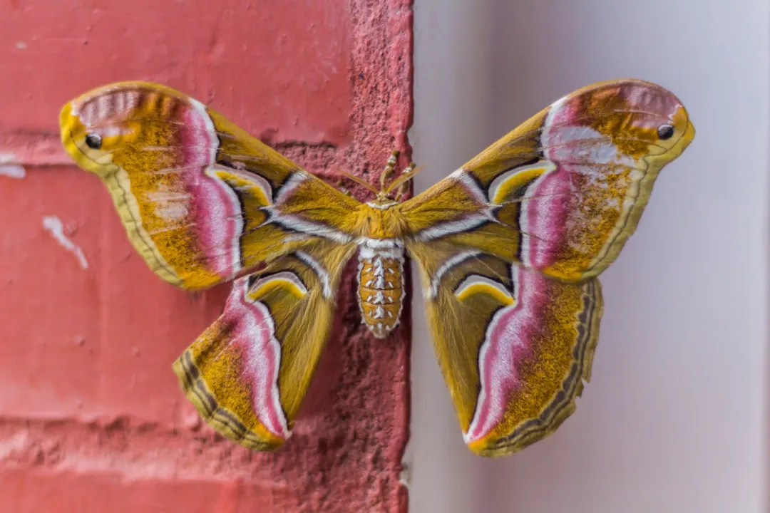 Air Pollution Is Now Disrupting Nocturnal Pollination (Image Credits: Unsplash)