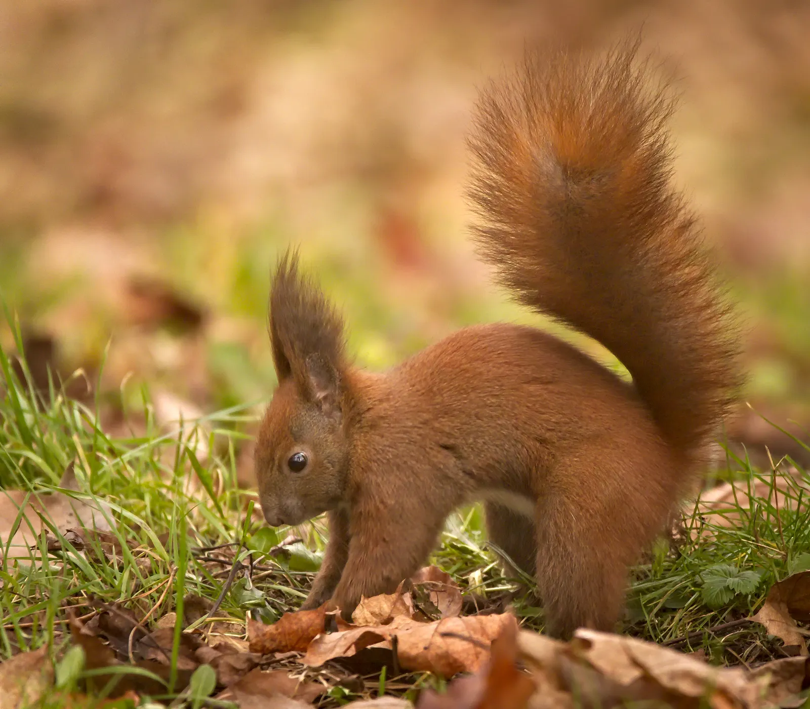The Nuts That Get Left Behind Are Not Random (Burying a nut, CC BY-SA 2.0)