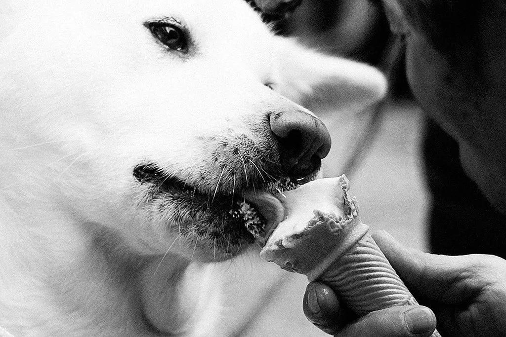 What Vets Actually Recommend Right Now (C。Yu, Flickr, CC BY-SA 2.0)