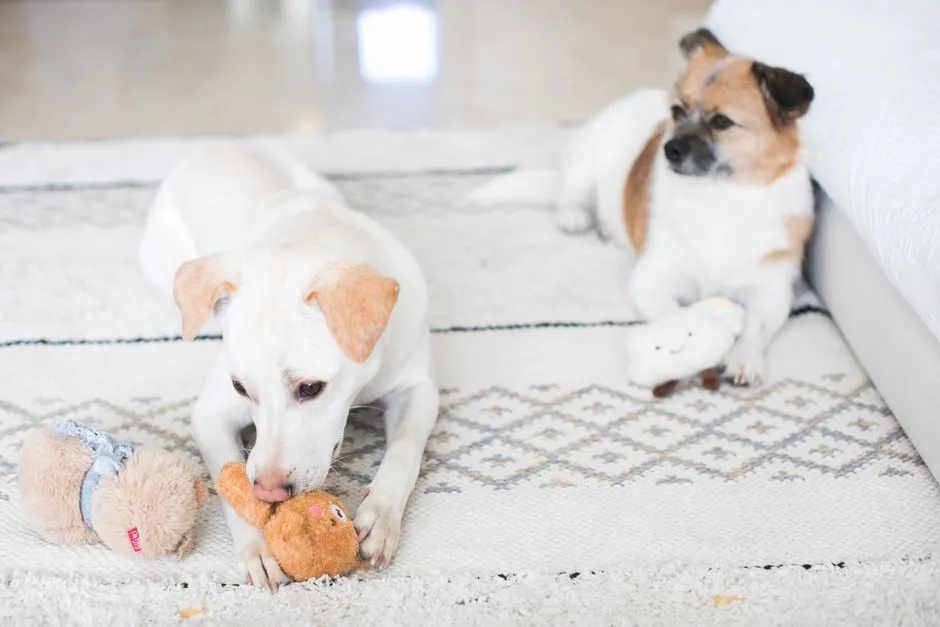Matching Toys to Your Dog's Individual Style (Image Credits: Pexels)